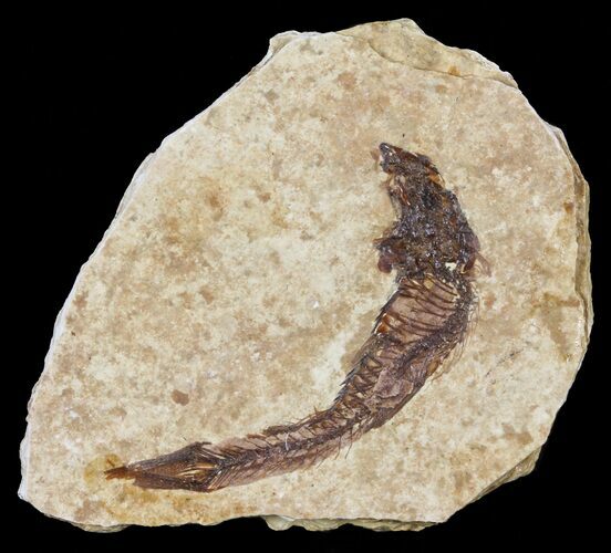 Knightia Fossil Fish - Wyoming #60838